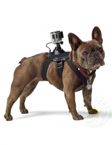 Camere de acțiune GoPro Fetch (Dog Harness) -for capture the world from dog’s point of view- features camera mounts on the back